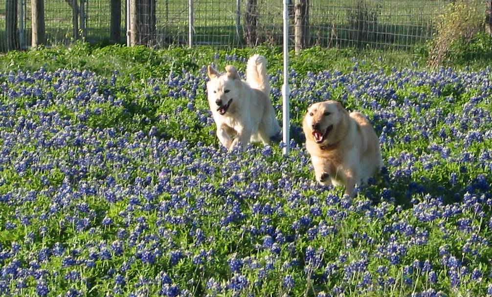 Boo & Rocco frolick in the bluebonnets